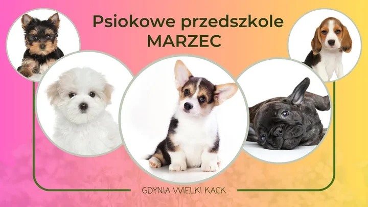 Grafika promocyjna wydarzenia Psie przedszkole (Psiok) — marzec 2026 w Gdyni