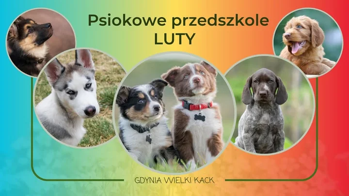 Grafika promocyjna wydarzenia Psie przedszkole (Psiok) — kurs dla szczeniąt w Gdyni, luty 2026