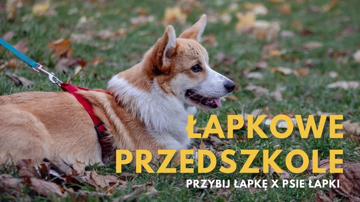Grafika promocyjna wydarzenia Łapkowe Przedszkole — kurs dla szczeniąt w Gdyni (styczeń–luty 2026)