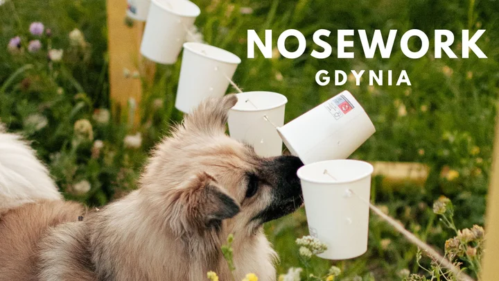 Grafika promocyjna wydarzenia NOSEWORK | Gdynia | Styczeń — kurs dla psów (5 spotkań)