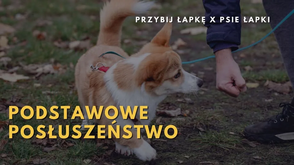 Grafika promocyjna wydarzenia PODSTAWOWE POSŁUSZEŃSTWO Gdynia Orłowo