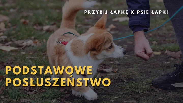 Grafika promocyjna wydarzenia PODSTAWOWE POSŁUSZEŃSTWO | Gdynia — styczeń 2026