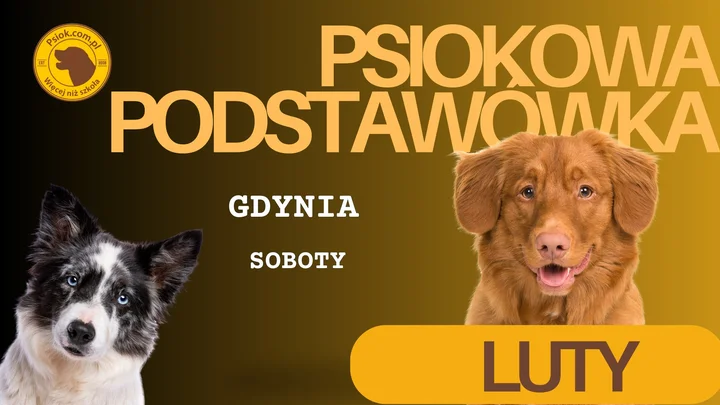 Grafika promocyjna wydarzenia Psia podstawówka Gdynia — kurs posłuszeństwa i współpracy dla dorastających i dorosłych psów
