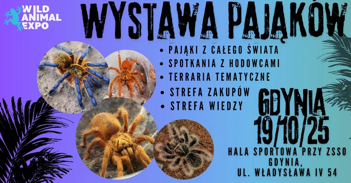 Obrazek przedstawia grafikę promocyjną wydarzenia Wystawa pająków w Gdyni — przegląd gatunków i praktyczne informacje