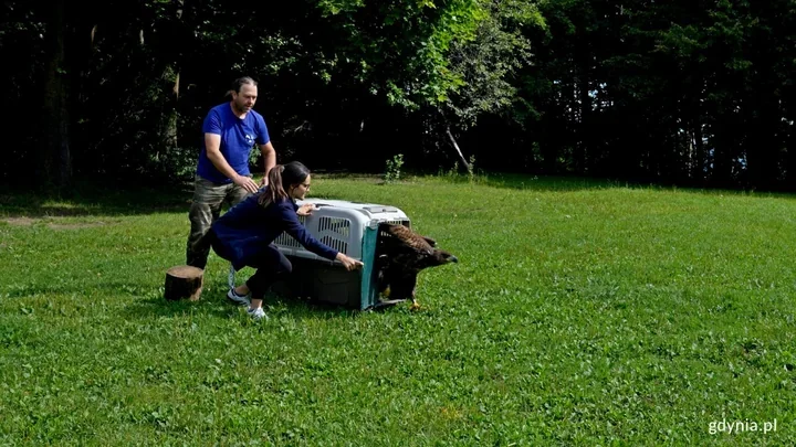 Uratowany bielik wrócił do natury. Pomogła akcja na plaży w Orłowie