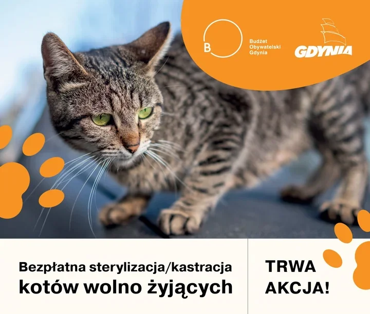 Bezpłatne zabiegi dla wolno żyjących kotów. Wsparcie obejmuje trzy dzielnice