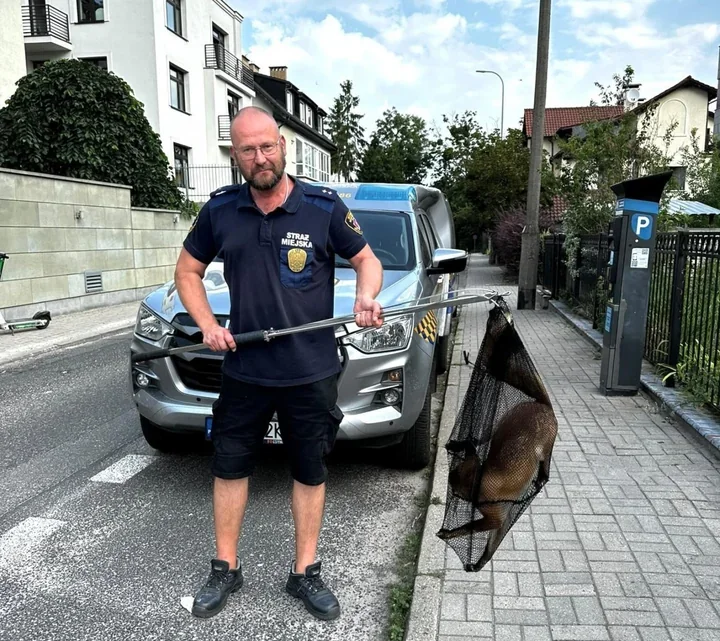Lis zamieszkał w piwnicy na Kamiennej Górze. Pomógł Eko Patrol