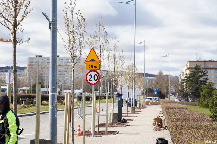 Na Alei Jana Pawła II wyrasta pas kwitnących wiśni zamiast chorych drzew