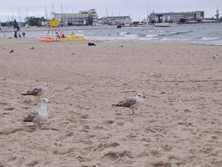 Białe flagi nad całym wybrzeżem Gdyni. Plaża wciąż bezpieczna