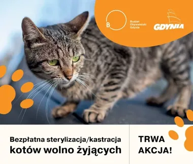 Bezpłatne zabiegi dla wolno żyjących kotów. Wsparcie obejmuje trzy dzielnice