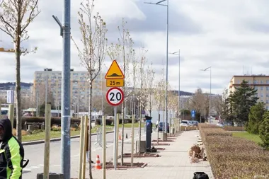 Na Alei Jana Pawła II wyrasta pas kwitnących wiśni zamiast chorych drzew