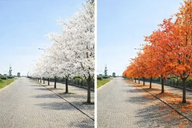 W Alei Jana Pawła II rusza metamorfoza zieleni zamiast chorych głogów