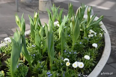 Kwiatowe łódki wróciły na Świętojańską i otwierają sezon na zieloną Gdynię